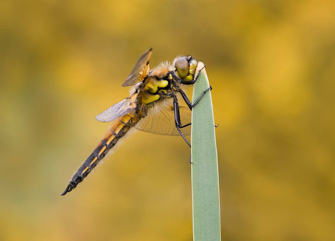 Four Spotted Chaser 5